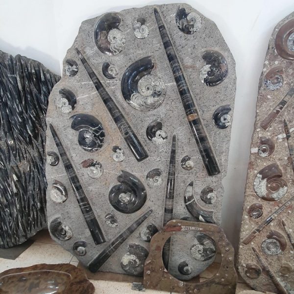 Crinoid Fossil in Rock