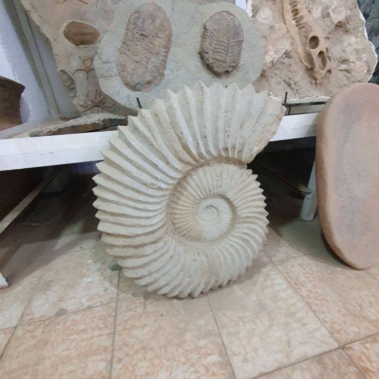 ammonite fossil