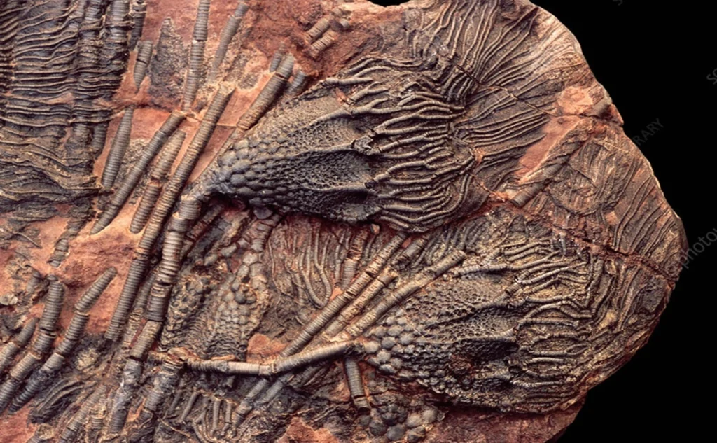 Crinoid fossils