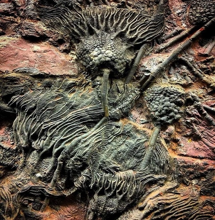 crinoid