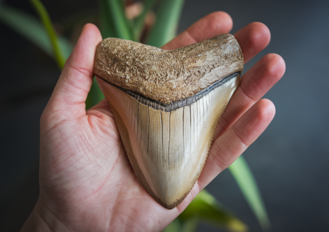 Fossil Shark Teeth