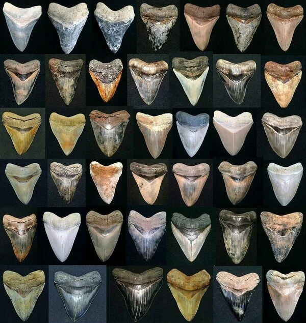 megalodon teeth for sale