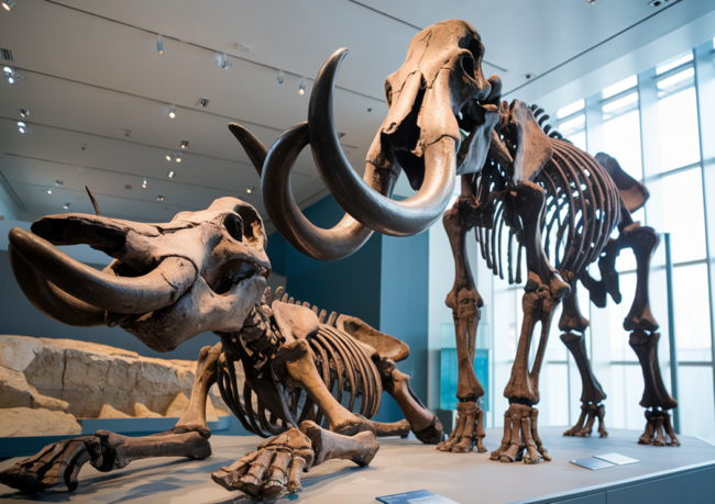 Fossilized mammoth skull and tusks on display, showcasing intricate details of the Ice Age relic