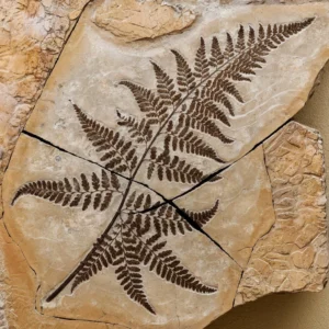 Fossilized plant showing detailed leaf patterns preserved in stone