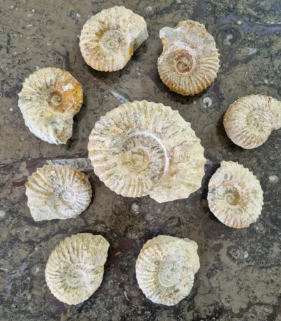 Ammonite fossil