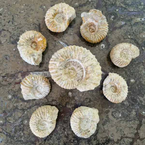 Ammonite fossil