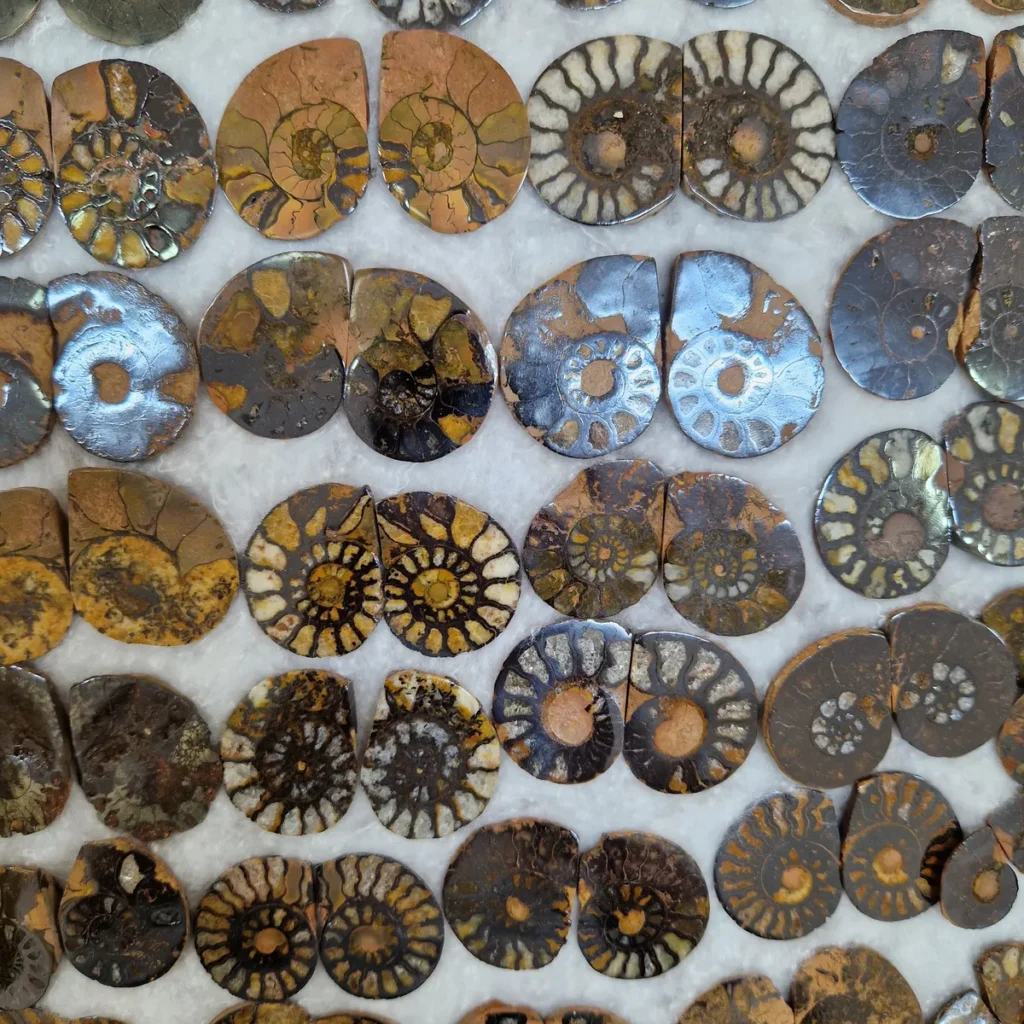 Ammonite jewelry