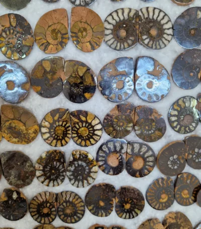 Ammonite jewelry