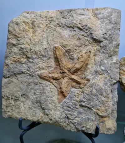 Starfish