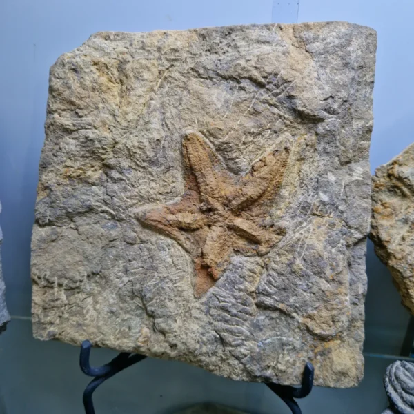 Starfish