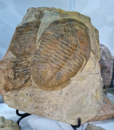 Trilobite fossils