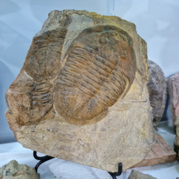 Trilobite fossils