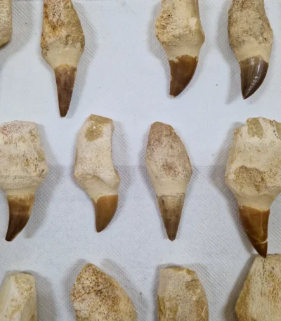 mosasaur tooth