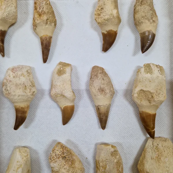 mosasaur tooth
