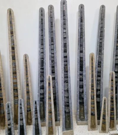 real Orthoceras fossil