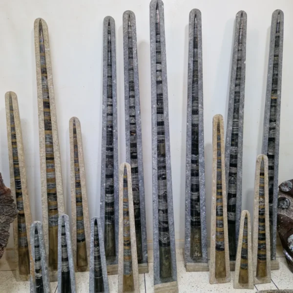 real Orthoceras fossil