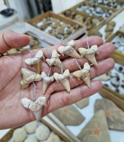 shark tooth necklaces