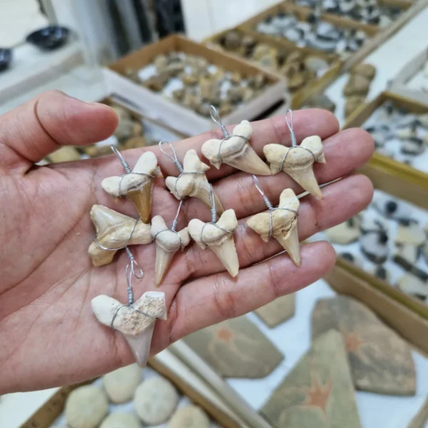 shark tooth necklaces