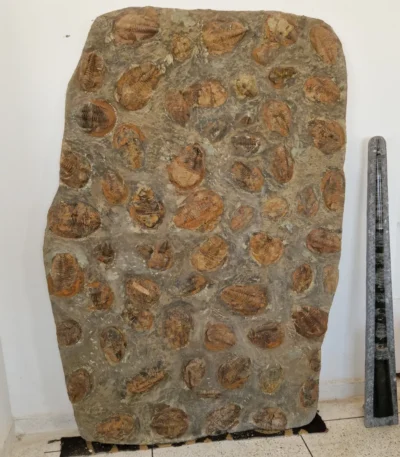 Fossilized trilobite specimen preserved in stone, showcasing detailed segments and exoskeleton