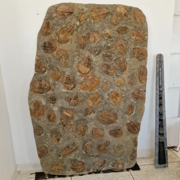 Fossilized trilobite specimen preserved in stone, showcasing detailed segments and exoskeleton